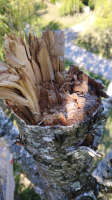 IMG-20260505-WA0000